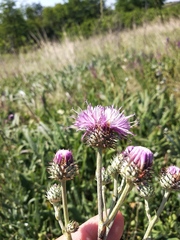 Jurinea salicifolia
