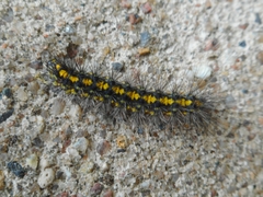 Setina irrorella