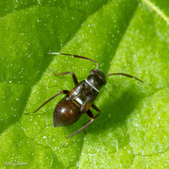 Pilophorus perplexus