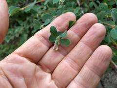 Symphoricarpos rotundifolius parishii