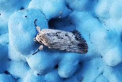 Catabenoides