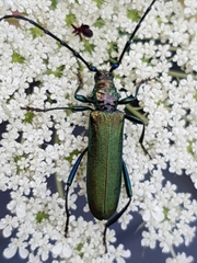 Aromia moschata