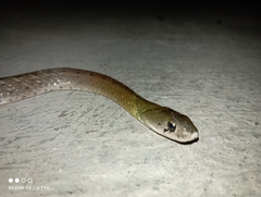 Rhabdophis subminiatus