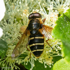 Sericomyia nigra