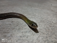 Rhabdophis subminiatus