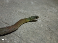 Rhabdophis subminiatus