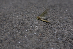 Ephemera lineata