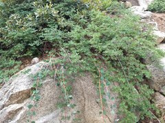 Symphoricarpos rotundifolius parishii