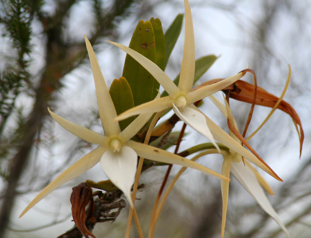 Angraecum litorale Schltr.