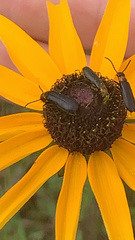 Nemognatha nemorensis