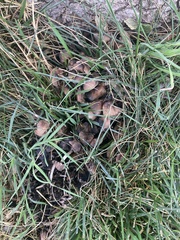 Coprinellus micaceus