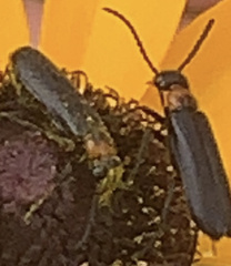 Nemognatha nemorensis