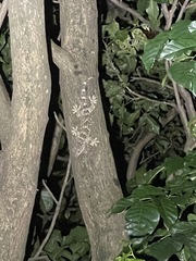 Gekko reevesii