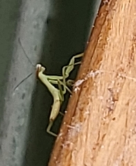 Stagmomantis carolina