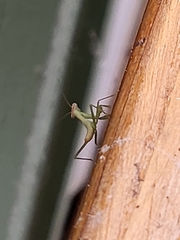 Stagmomantis carolina
