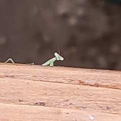 Stagmomantis carolina