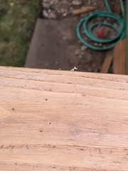 Stagmomantis carolina