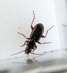 Pterostichus minor