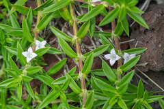 Hexasepalum apiculatum