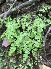 Adiantum excisum