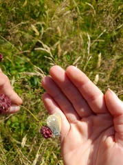 Coenonympha glycerion