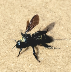Bombus pensylvanicus