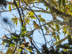 Pteruthius aeralatus