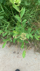 Apocynum cannabinum