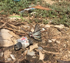 Protographium epidaus