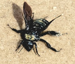 Bombus pensylvanicus