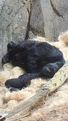 Gorilla gorilla