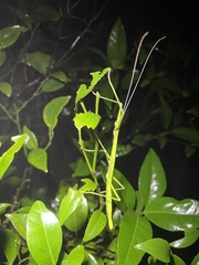 Lopaphus balteatus