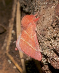 Hyparpax venus