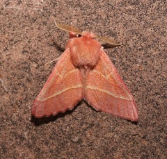 Hyparpax venus