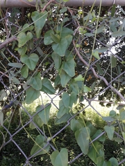 Cocculus diversifolius
