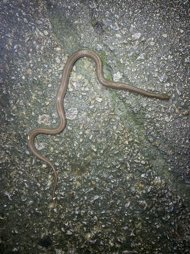 Striped Stream Snake