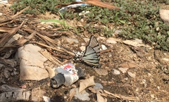 Protographium epidaus