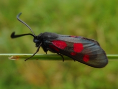 Zygaena viciae