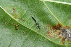 Gigantothrips elegans