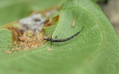 Gigantothrips elegans