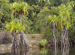 Pandanus rollotii