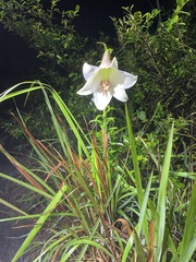 Lilium brownii