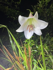 Lilium brownii