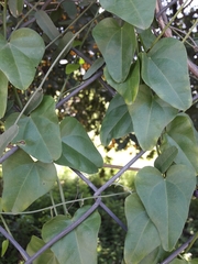 Cocculus diversifolius