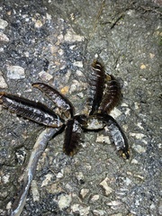 Lamprigera taimoshana