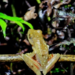 Rhacophorus robertingeri