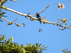 Dicrurus paradiseus