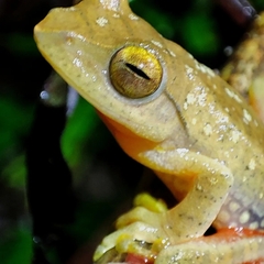 Rhacophorus robertingeri