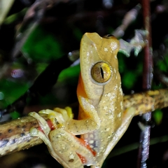 Rhacophorus robertingeri