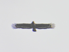 Spilornis cheela